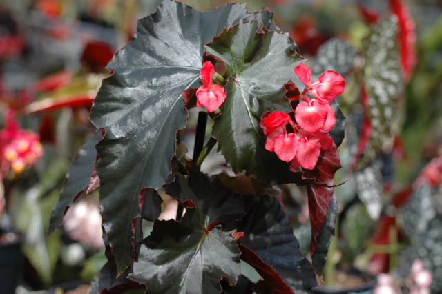 B. ‘Kermo Queen’
